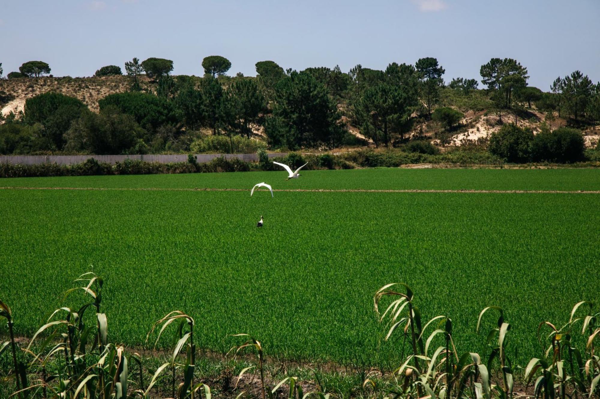 Herdade De Montalvo - 孔波尔塔 外观 照片
